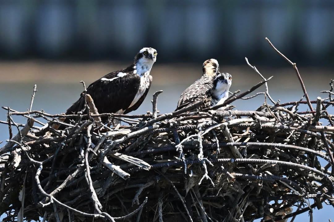 Two ospreys on a nest above the bay